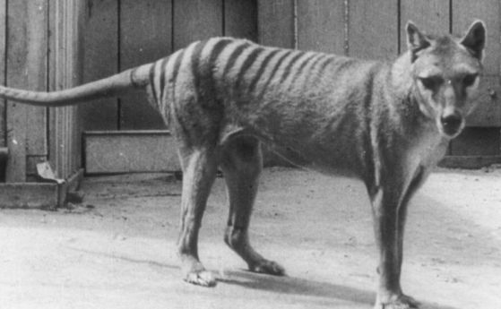Учени се заемат да съживят тасманийския тигър
