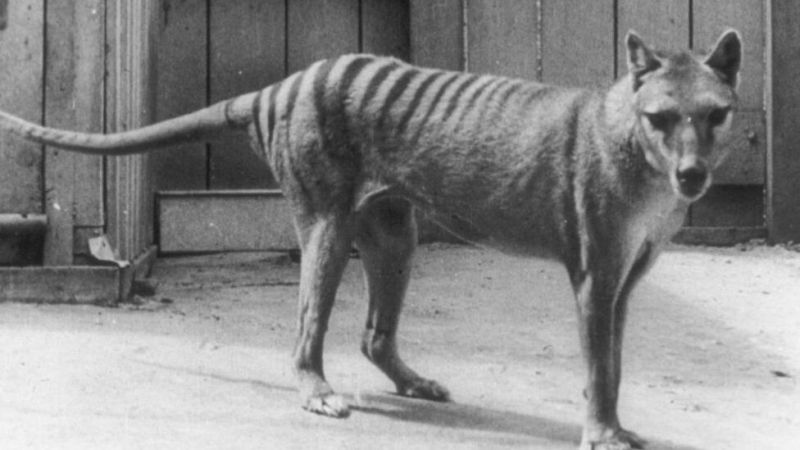 Почти 100 години след изчезването си тасманийският тигър може отново