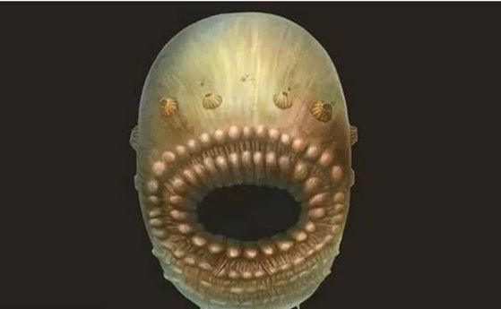 Учените разплетоха загадката на древно същество с уста, но без анус