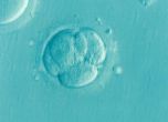 Пробив: Учени създадоха миши ембриони от стволови клетки