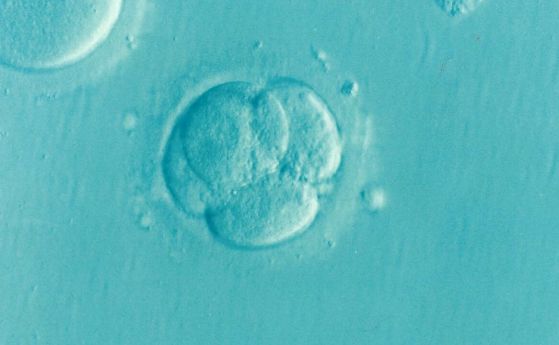 Пробив: Учени създадоха миши ембриони от стволови клетки