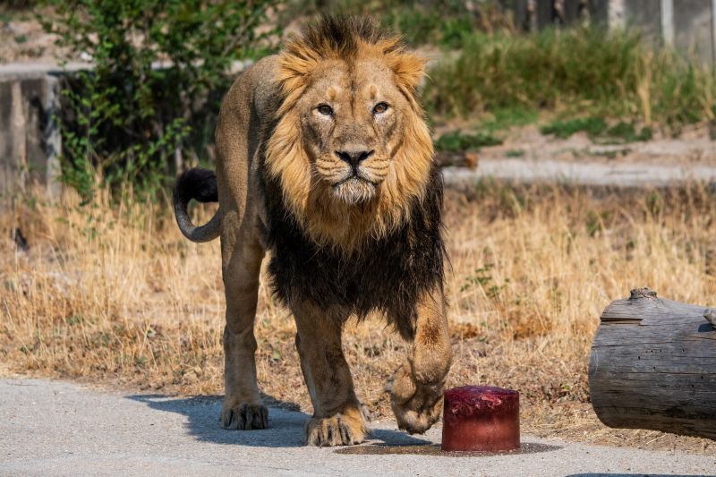 Лъв уби мъж в зоопарк в столицата на Гана Акра,