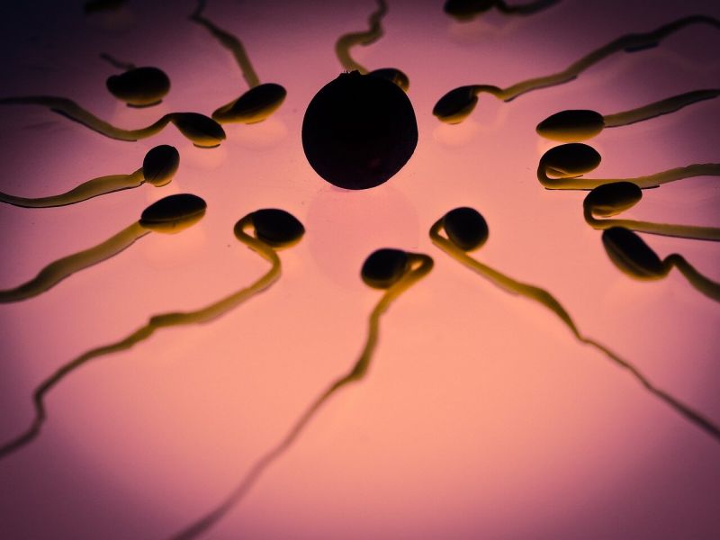 Здрави мишки се родиха след зачеване със сперма, съхранявана 6