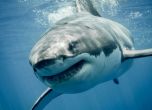 Акула уби 58-годишна американска туристка