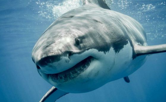 Акула уби 58-годишна американска туристка