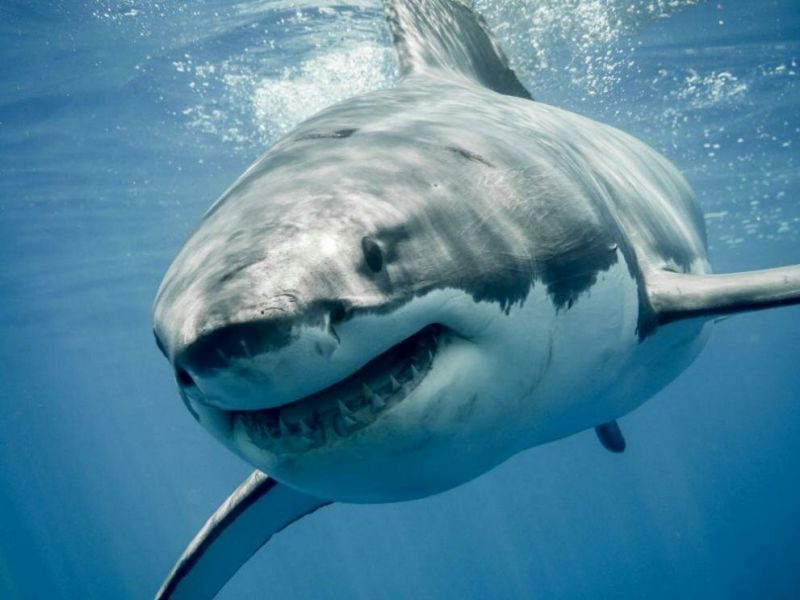 58-годишна американка беше убита от акула по време на гмуркане