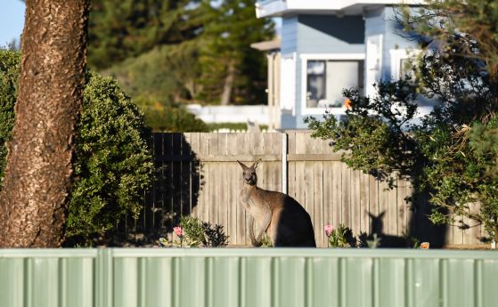 Австралиец почина след като беше нападнат от кенгуру което отглеждал