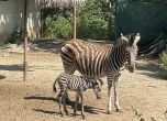 Новородената зебра