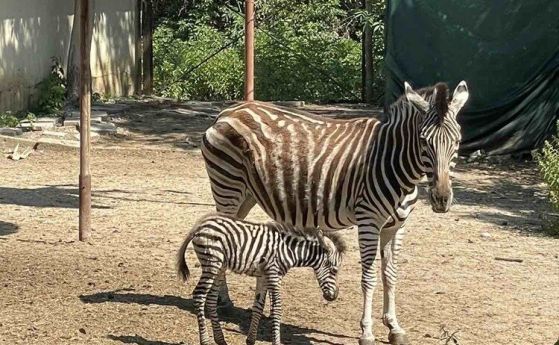 Зебра се роди в зоопарка в София за първи път от 30 години насам