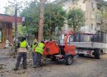 След бурята: София помага на Бургас с машини, които правят от падналите клони стърготини