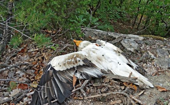 Бракониери убиха в България световно застрашен египетски лешояд
