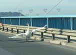 Лебед спря движението на Аспаруховия мост