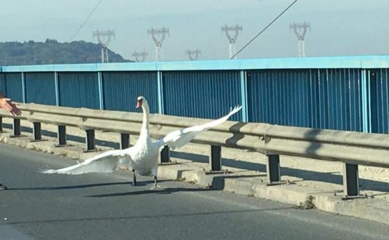 Лебед спря движението на Аспаруховия мост във Варна. 
Птицата изненада шофьорите
