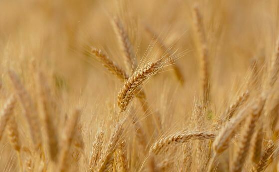 Явор Гечев: Украинското зърно не е с ГМО и тежки метали, напълно отговоря на европейските изисквания