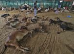 Вирус уби 100 хил. животни и зарази още 2 милиона в Индия