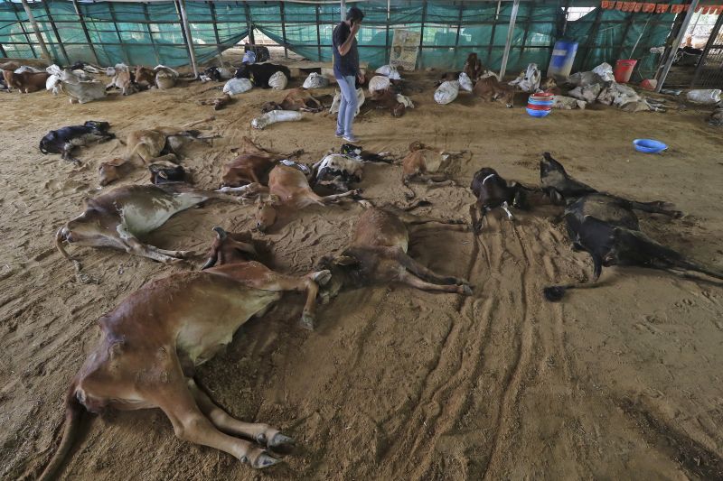 Вирус е убил близо 100 хил. крави и биволи в