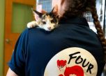 'Четири лапи' с нов договор за ветеринарната клиника в Банкя, центърът на София гъмжи от котки