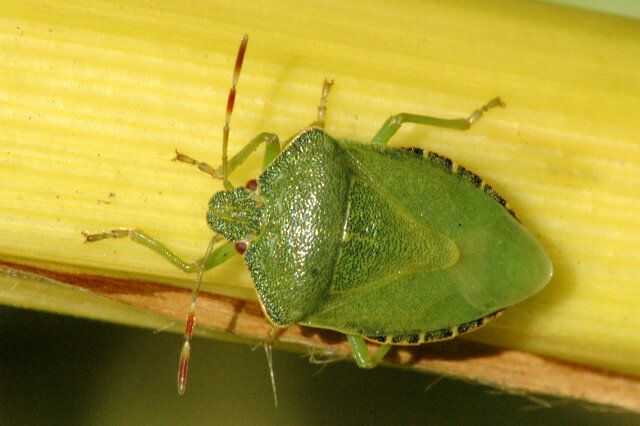 Palomena prasina (миризливка)