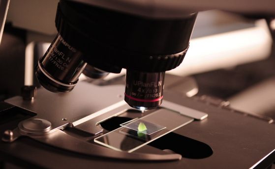 Човешки миниоргани, създадени в лаборатория, подпомагат изучаването на болести