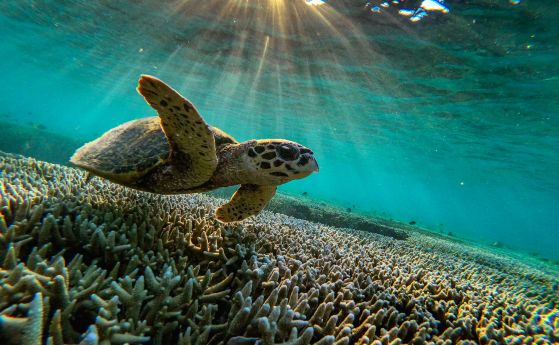 Зелена морска костенурка, заснета през 2019 г. край Австралия.