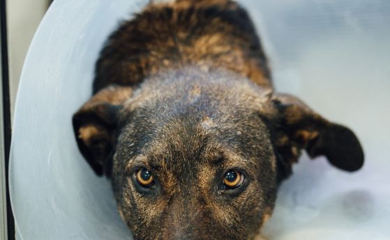 Протест срещу насилието над животни след побоя над кучето Мечо