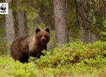 На Мечкинден WWF празнува създаването на своя Спасителен мечешки отряд