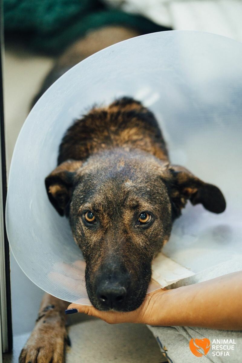 Снимка: Протести в няколко града срещу насилието над животни и в защита на кучето Мечо - Протести