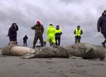 Каспийско море изхвърли 2500 мъртви тюлена на брега на Русия (обновена)