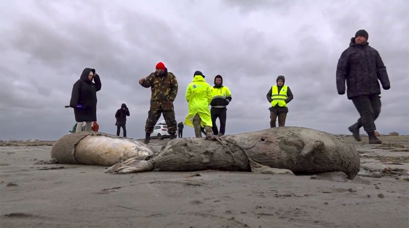 Около 1700 тюлена са открити мъртви по крайбрежието на Каспийско