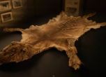 Кожата на последния тасманийски тигър на Земята