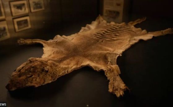 Кожата на последния тасманийски тигър на Земята