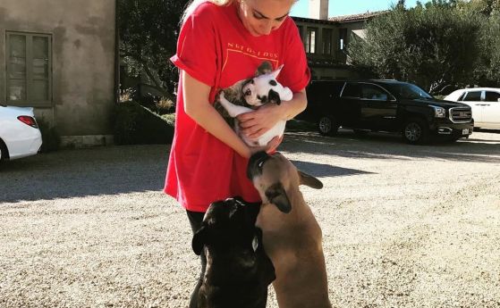 Сюжет ала "101 далматинци" с Лейди Гага -  крадецът на кучетата ѝ осъден на 21 години затвор