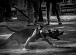 Разбиха група за нелегални боеве с кучета, питбул в тежко състояние умря