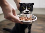 Какъв вид котешка храна е подходяща за домашни котки?