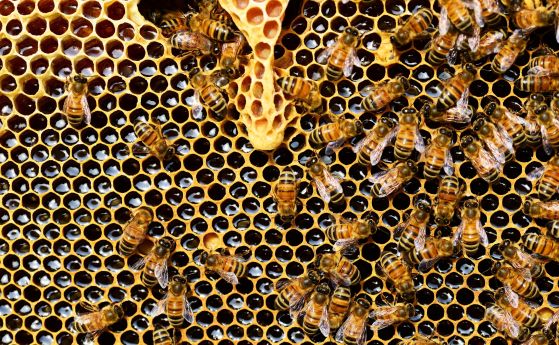 Без хранителни добавки в меда, на етикета ще пише къде е добит пчелният продукт