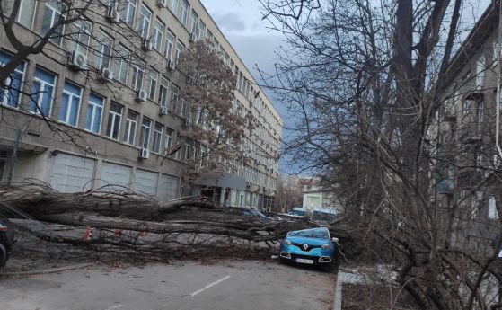 Силният вятър нанесе щети в столицата (обновена, снимки)