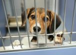 Тровят кучета в Павел баня, недоволство срещу жестокостта към животните