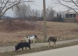 Бездомни кучета нападат и хапят жители в Благоевград