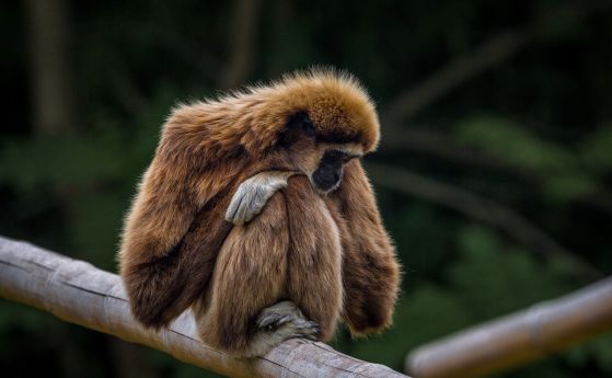 Изследване: Тийнейджърите и подрастващите примати имат сходно рисково поведение