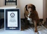 Куче счупи вековен рекорд на Гинес с възрастта си