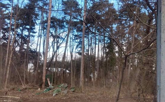 Прокуратурата възложи на СДВР проверката за незаконната сеч в Борисовата градина