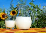 Много качествено мляко по 90 ст. от Унгария и Украйна залива България