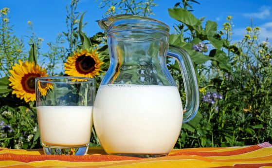Ниските изкупни цени на млякото в България принудиха много животновъди
