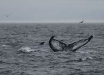 Гърбат кит близо до островите Шпицберген в Северния ледовит океан в Норвегия на 21 юли 2022 г.