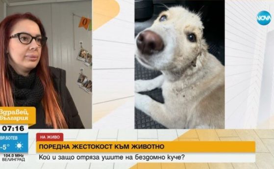 Отрязаха ушите на бездомно куче в София