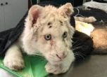 В Атина откриха изхвърлен на боклука 4-месечен бял тигър