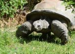 Задържаха украинка, издирвана в Танзания за контрабанда на 116 костенурки