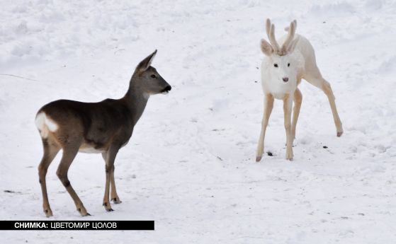 Фотограф засне изключително рядък бял сръндак в Родопите