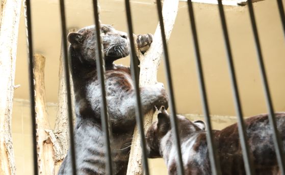 Черни ягуари за първи път в зоопарка, Жан и Жак идват в София от Франция