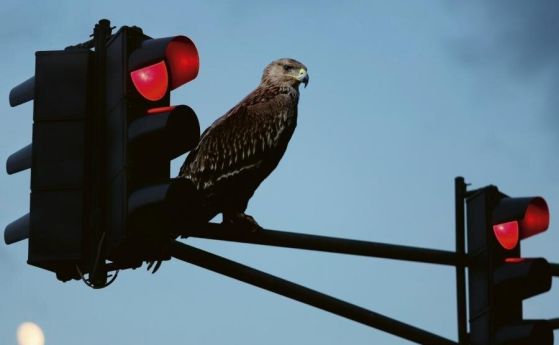 Царски орел е забелязан в центъра на София